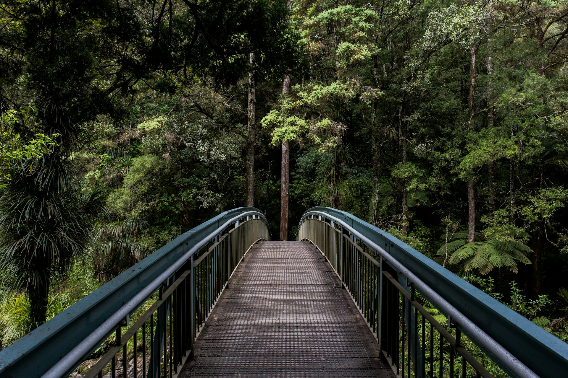 Path through forest